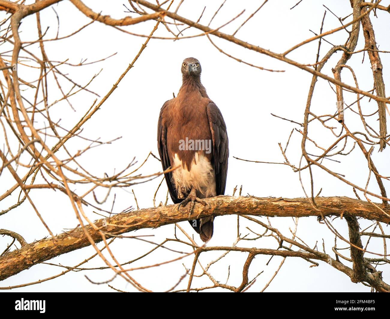 Graukopf-Fischadler - Haliaeetus ichthyaetus Vogel im Kaziranga-Nationalpark, Assam, Indien Stockfoto