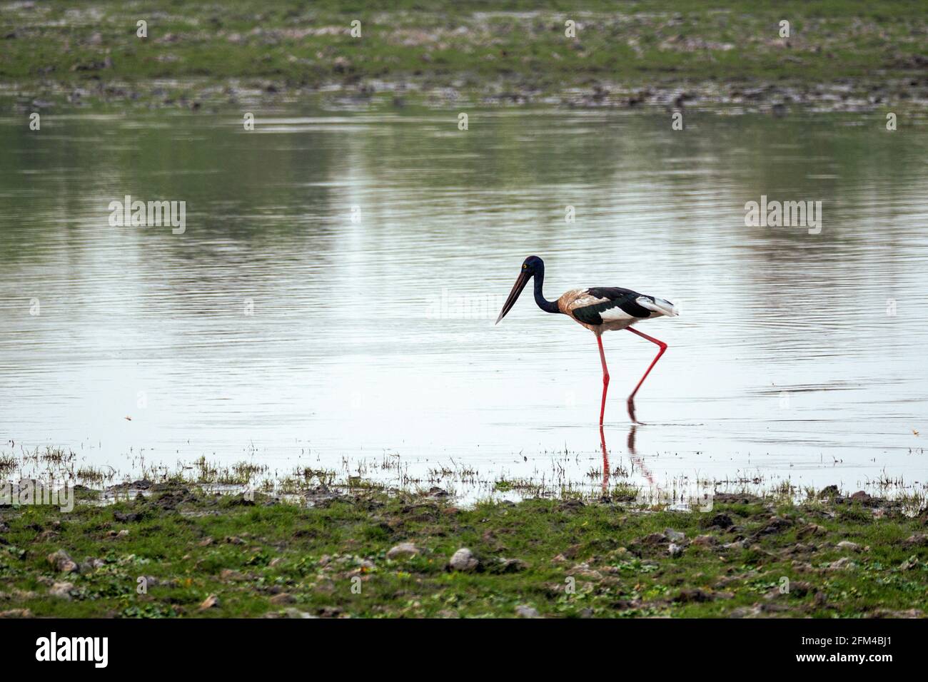 Schwarzhalskran - Grus nigricollis Vogel im Kaziranga Nationalpark, Assam, Indien Stockfoto