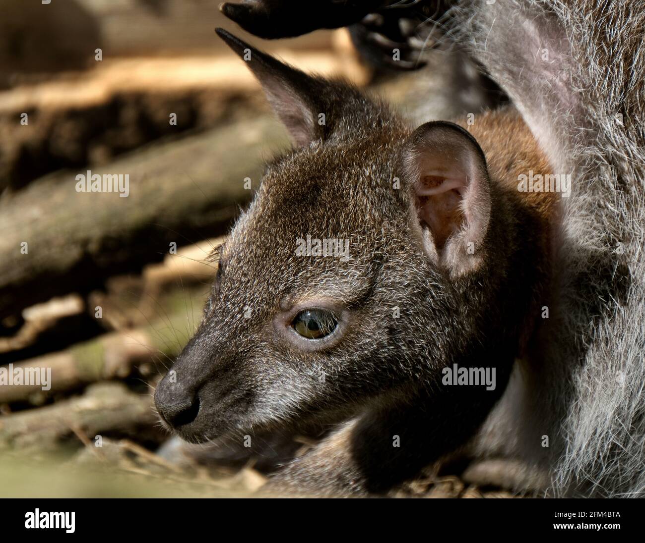 Ein Wallaby ist eine kleine oder mittelgroße Makropode, die in Australien und Neuguinea beheimatet ist und in Neuseeland eingeführte Populationen hat. Stockfoto