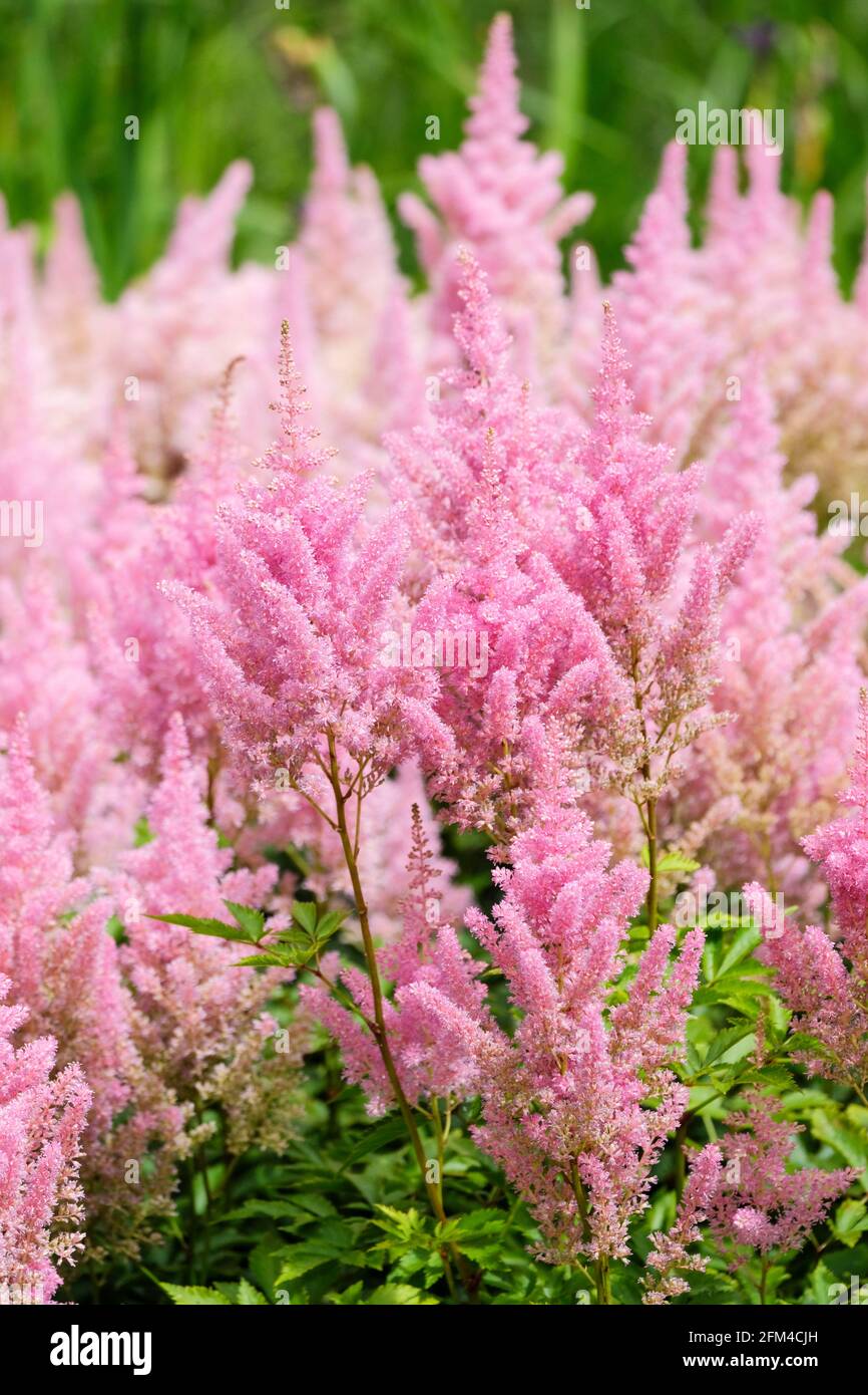 Lachsrosa Blütenfedern von Astilbe x Arendsii „LACHSKÖNIGIN“. Falscher Ziegenbart, falsche Spiraea Stockfoto