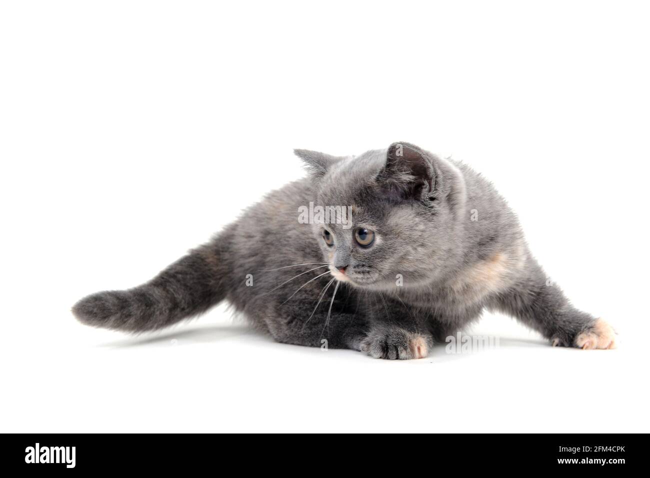 Ein gestreiftes reinrassiges Kätzchen sitzt auf weißem Hintergrund Stockfoto