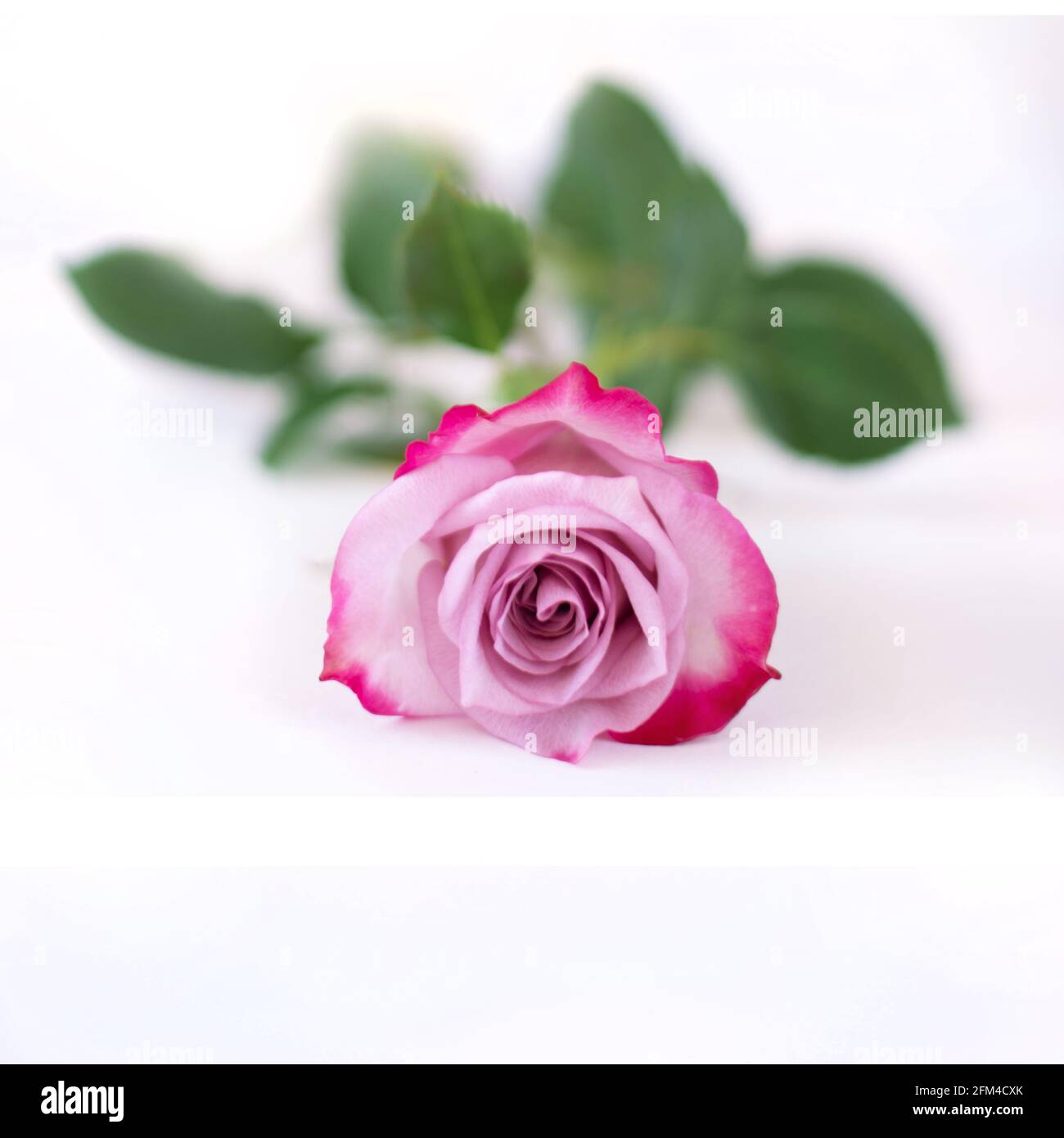 Rosa Rose auf weißem Hintergrund mit Schatten. Eine zweifarbige Rose liegt auf weißem Hintergrund. Für Text platzieren Stockfoto