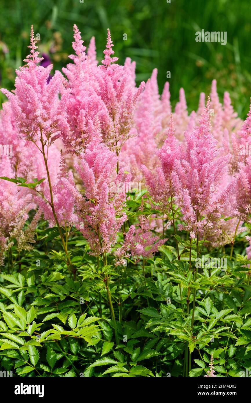 Lachsrosa Blütenfedern von Astilbe x Arendsii „LACHSKÖNIGIN“. Falscher Ziegenbart, falsche Spiraea Stockfoto