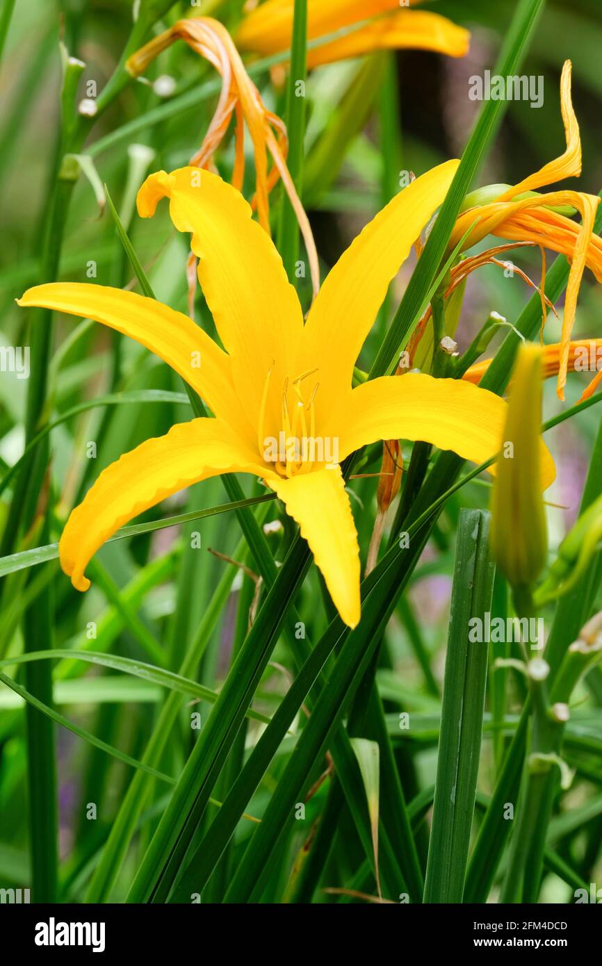 Hemerocallis 'Doubloon'. Hemerocallis „Goldene Orchidee“. Tageslilly „Goldene Orchidee“. Dunkelgelbe Blume Stockfoto
