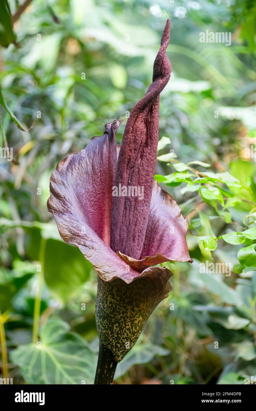 Morphophallus konjac Blume. Eine exotische tropische Blume mit einem unangenehmen Geruch, um Insekten anzuziehen, die im Dschungel von Südasien wachsen. Hochwertige Fotos Stockfoto