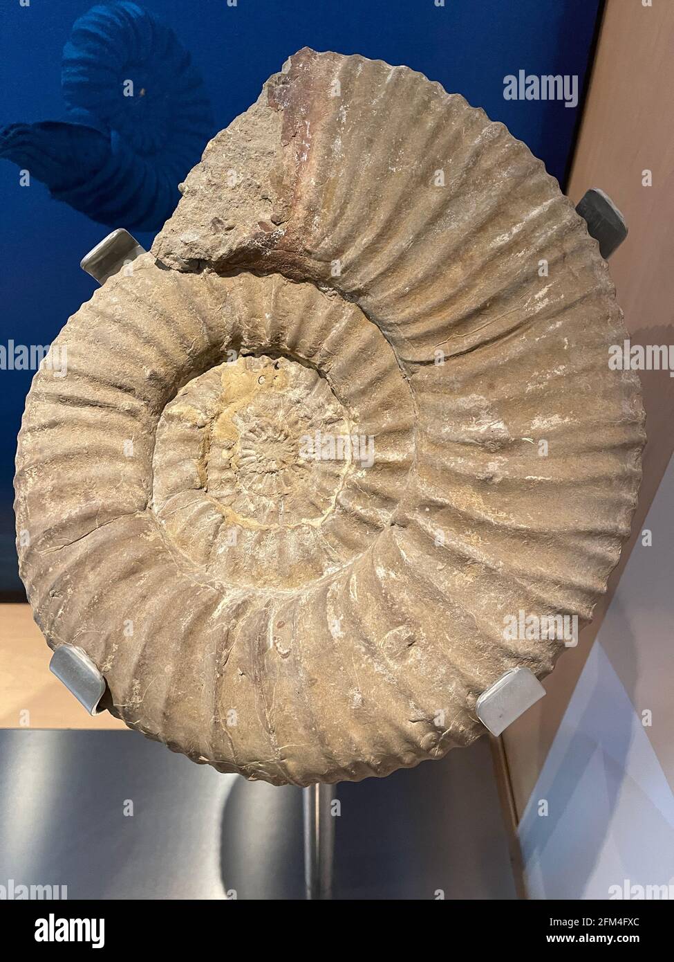 Ammonites, Subklasse ausgestorbener Cephalopod-Weichtiere Stockfoto