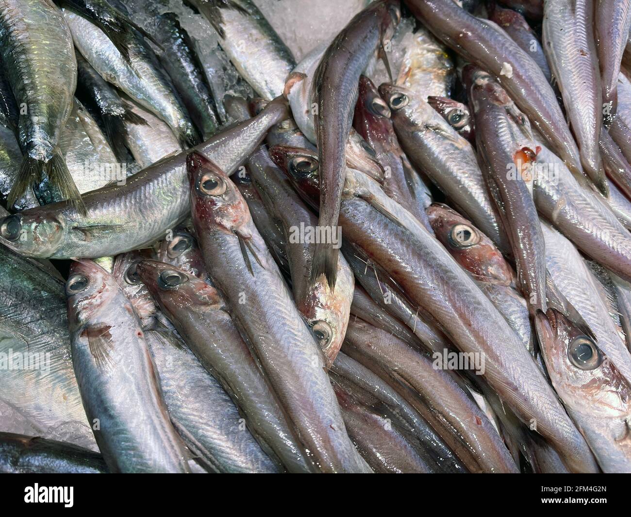 Fisch Stockfoto