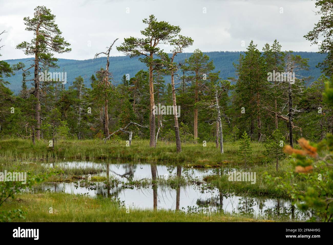 Feuchtgebiet, Moorlandschaft im Fulufjällets Nationalpark, Schweden Stockfoto