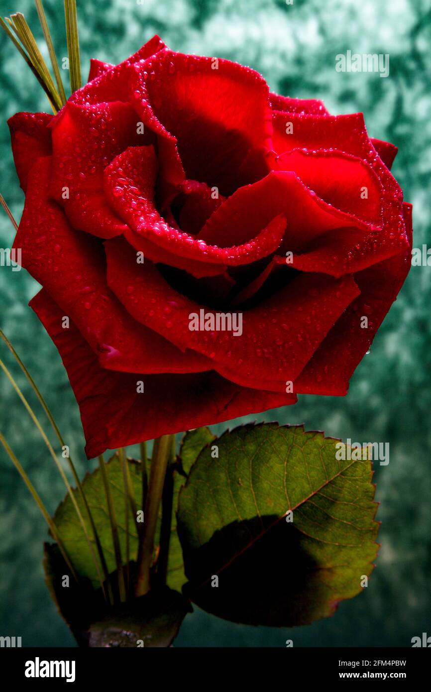 Rosenblüte mit Stiel Stockfoto