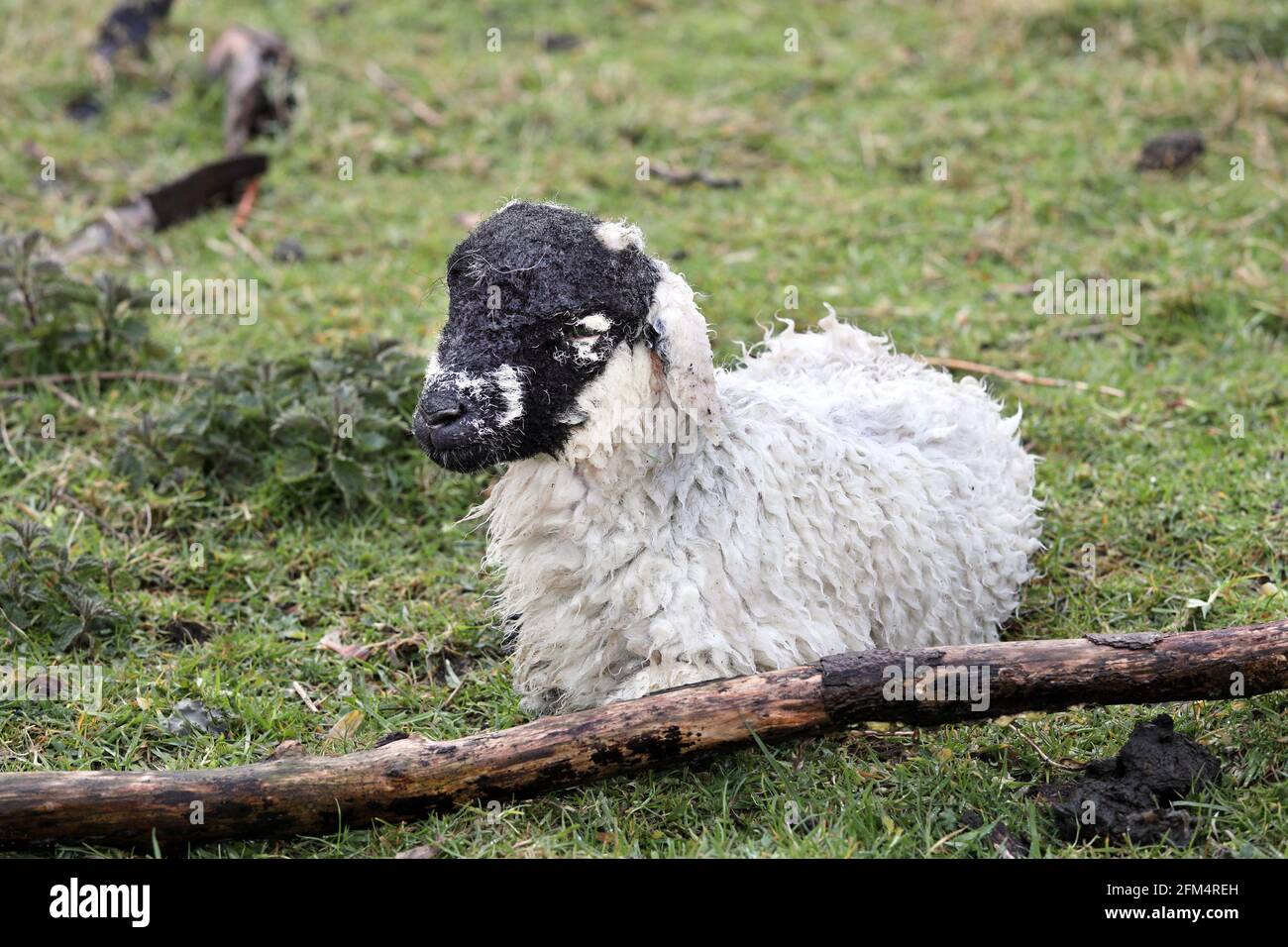 Neugeborenes Lamm, das in Heavy Rain, Lake District, Cumbria, Großbritannien, verschnaukelt aussieht Stockfoto