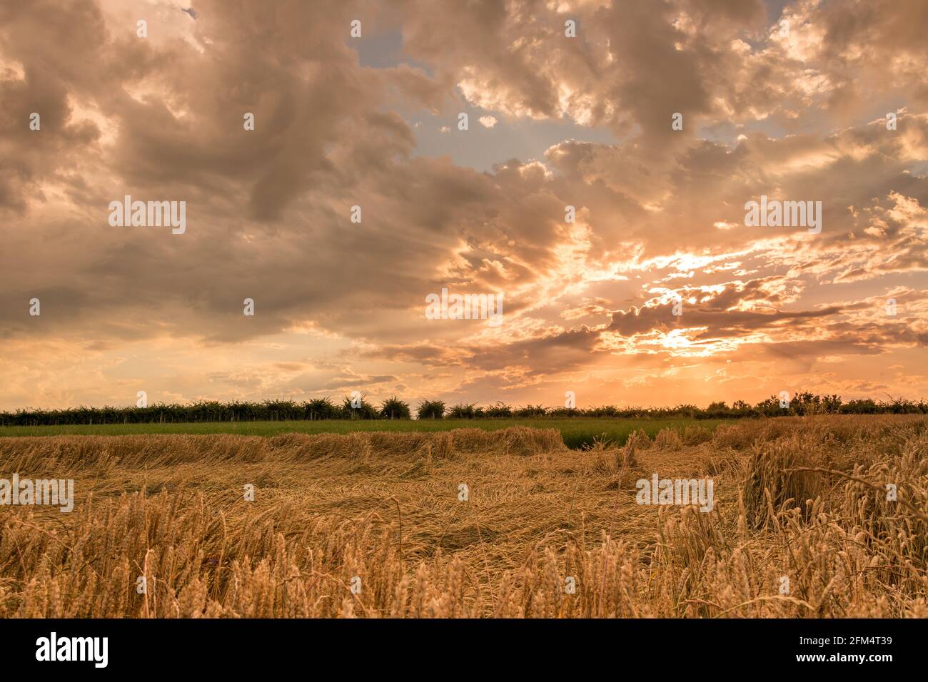 Weizenfeld-Landschaft mit Ohren, die nach dem Gewitter liegen, bei Sonnenuntergang mit dramatischem, farbenfrohen, bewölkten Himmel Stockfoto