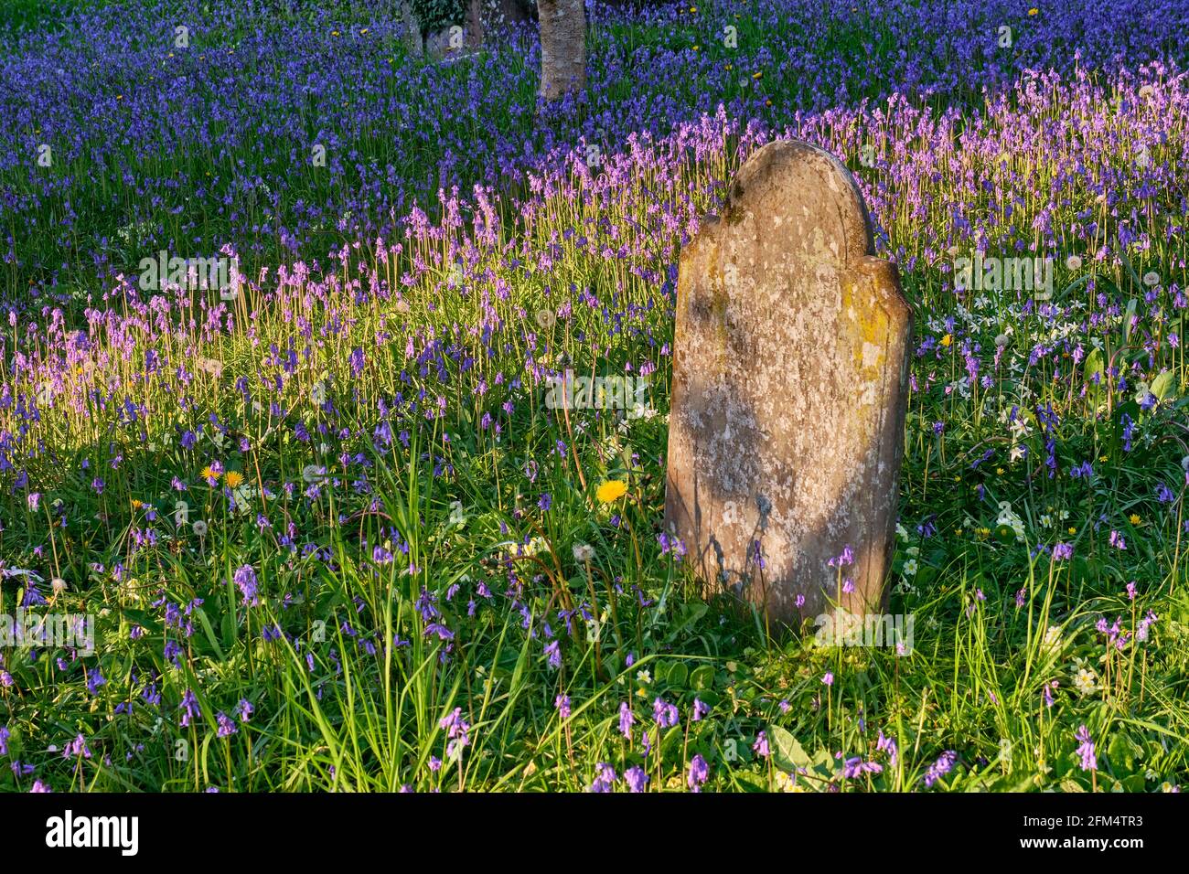 Bluebells auf dem Friedhof der St. Issell-Kirche, in der Nähe von Saundersfoot, Pembrokeshire Stockfoto