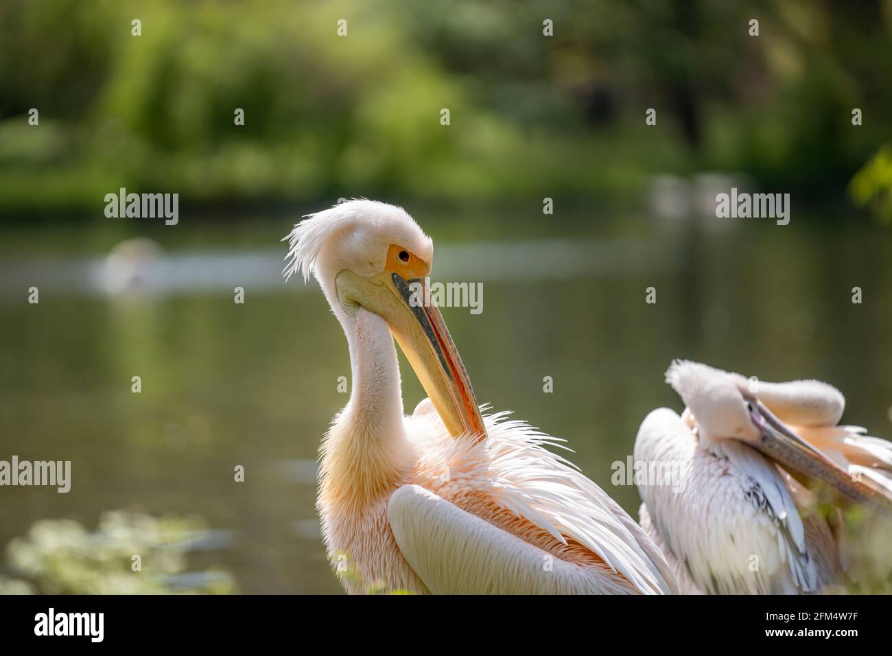 Zwei große weiße Pelikane werden gesehen, wie sie im Sommer am Ufer eines großen Sees Federn putzen. Wildtiere in natürlicher grüner Umgebung. Stockfoto