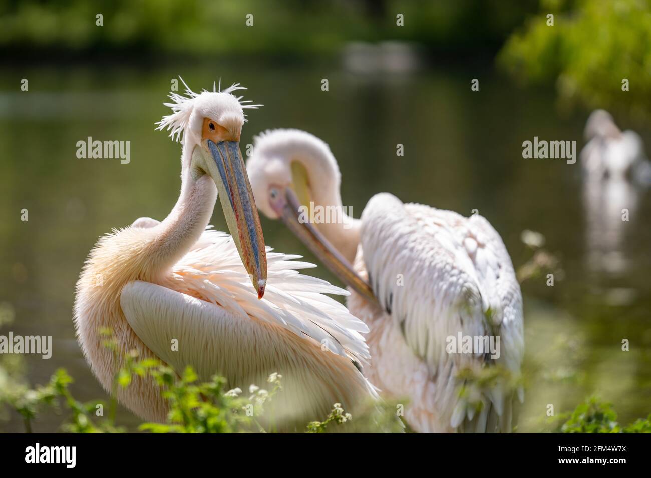 Zwei große weiße Pelikane werden gesehen, wie sie im Sommer am Ufer eines großen Sees Federn putzen. Wildtiere in natürlicher grüner Umgebung. Stockfoto