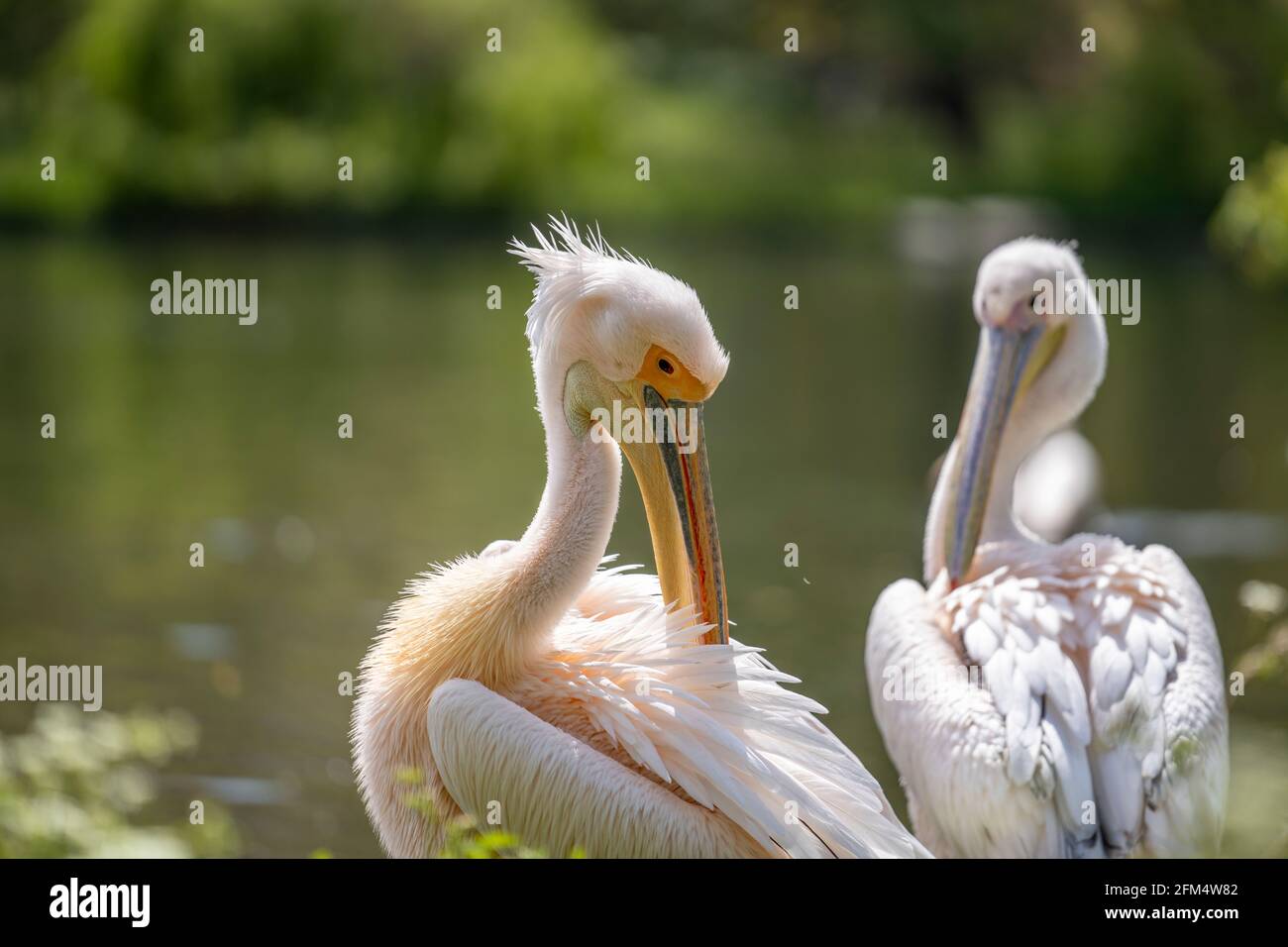 Zwei große weiße Pelikane werden gesehen, wie sie im Sommer am Ufer eines großen Sees Federn putzen. Wildtiere in natürlicher grüner Umgebung. Stockfoto