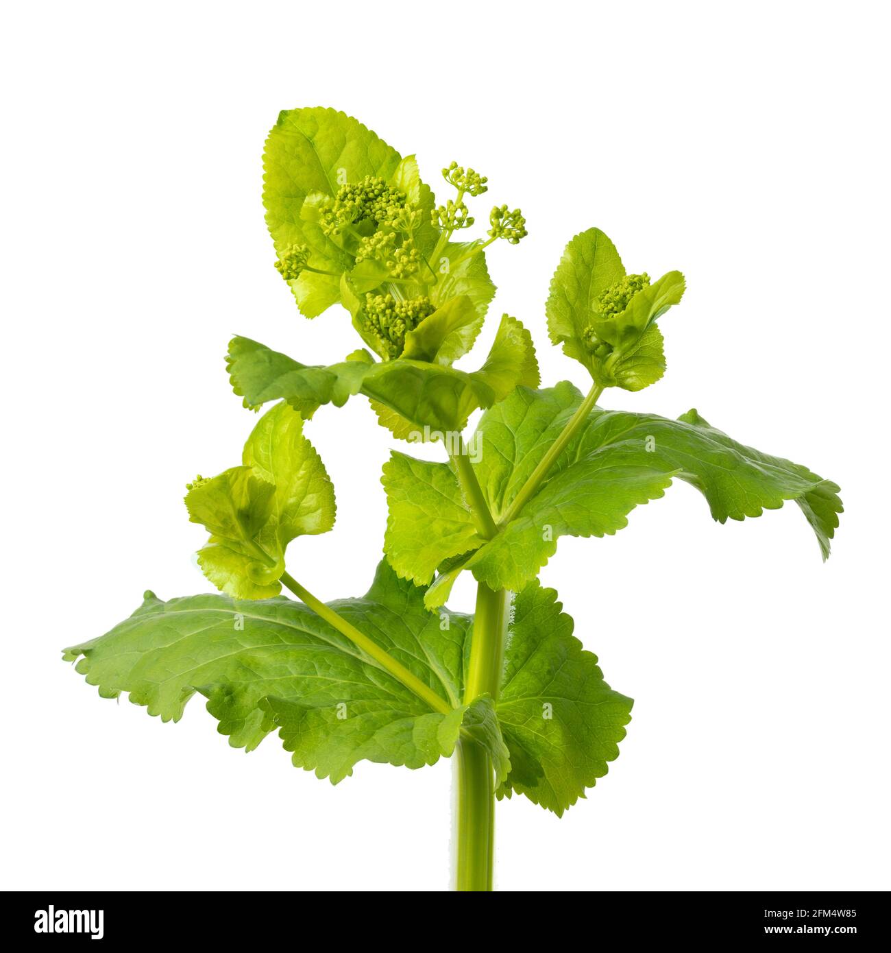 Frisch blühende Rundblättrige Alexanders-Pflanze auf weißem Hintergrund Stockfoto