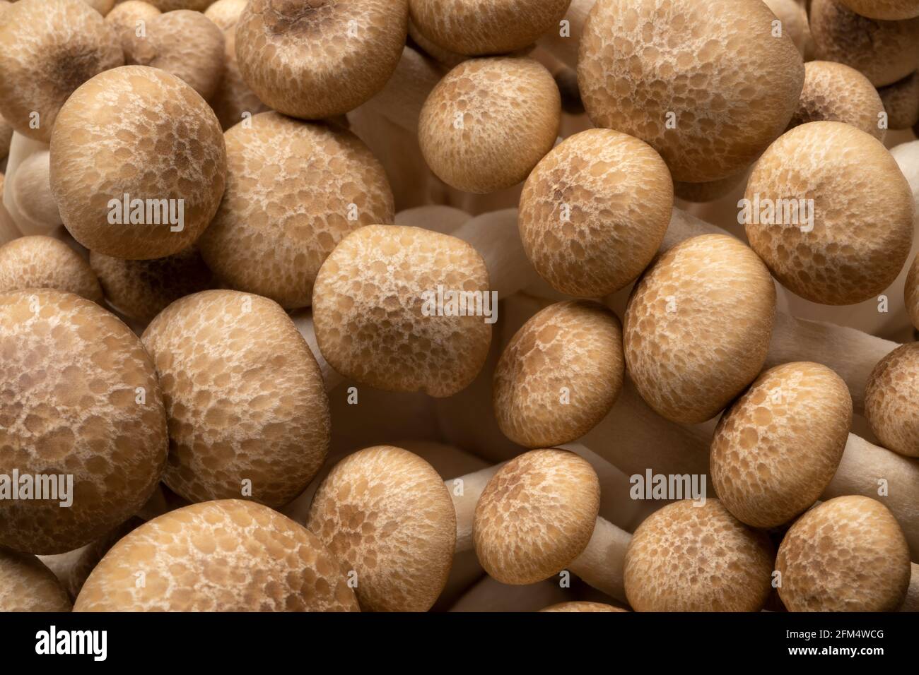 Frische rohe asiatische Shimeji Pilze schließen Vollformat als Hintergrund Stockfoto