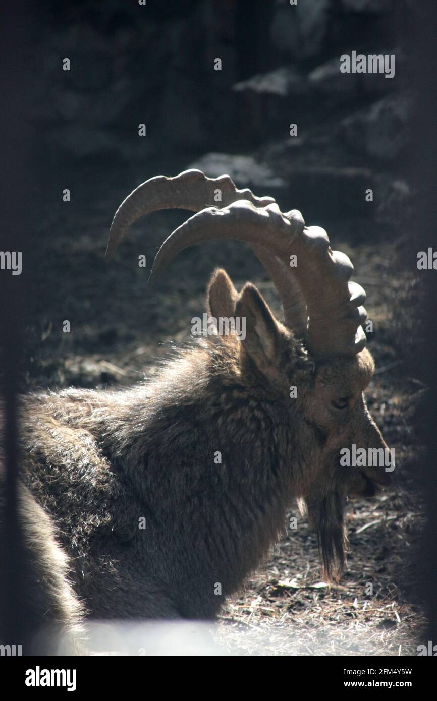 Nahaufnahme des auf dem Boden liegenden sibirischen Steinbockes. Wildlife-Image Stockfoto