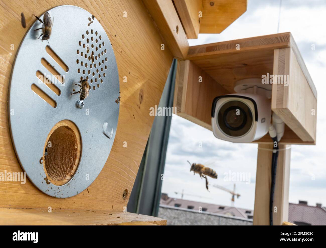 München, Deutschland. Mai 2021. Eine Webcam zeigt auf dem Dach des  Bayerischen Digitalministeriums auf den Eingang eines  Hightech-Bienenstocks. Mithilfe eines Netzwerks digital überwachter  Bienenstöcke sammeln Forscher Informationen über die ...