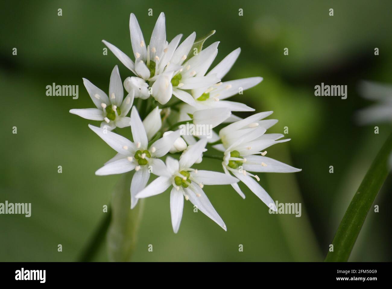 Die Blüten des wilden Knoblauchs, auch bekannt als Ramsons und Bärlauch (Allium ursinum) Stockfoto
