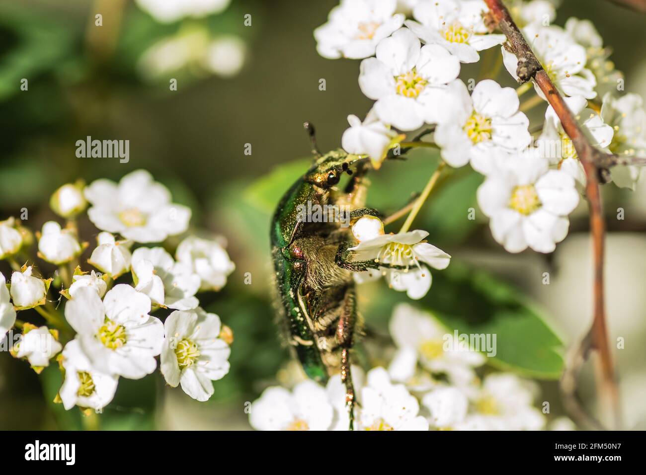 Insekt Cetonia aurata, auf den kleinen, schneeweißen Blüten von Lobularia maritima Alissum maritimum. Stockfoto