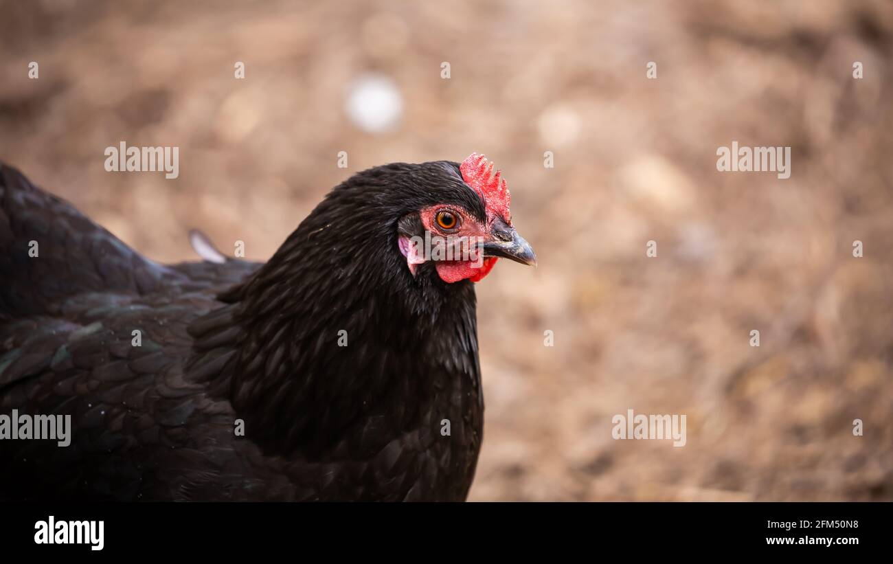 Eine schwarze Henne läuft auf einem ländlichen Bauernhof herum. Nahaufnahme von Hals und Kopf. Ökologische Geflügelhaltung. Aufnahme an einem bewölkten Tag, weiches Licht. Stockfoto