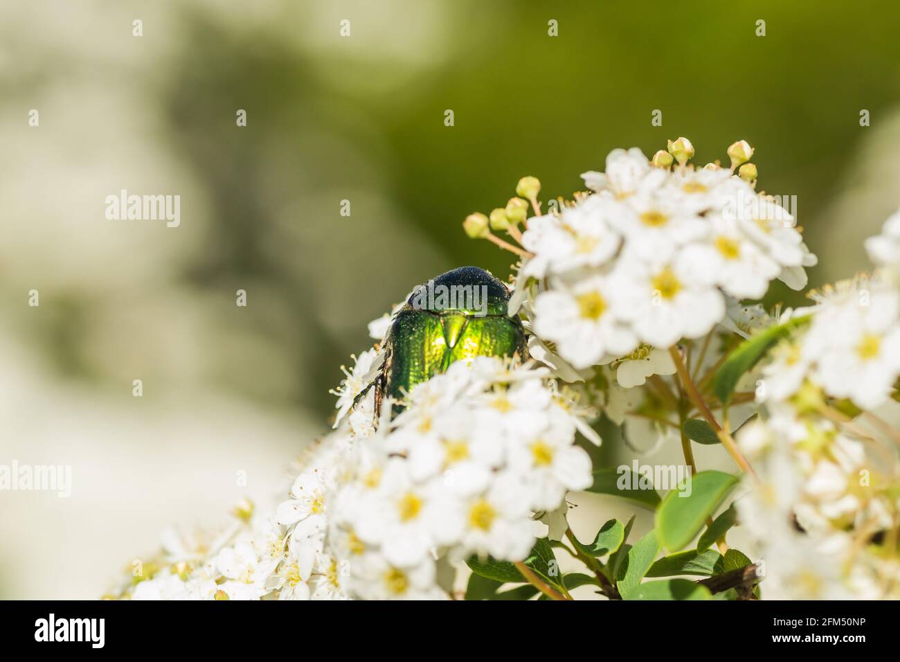 Insekt Cetonia aurata, auf den kleinen, schneeweißen Blüten von Lobularia maritima Alissum maritimum. Stockfoto