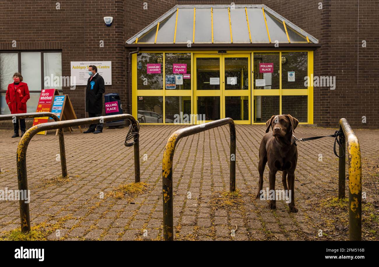 East Lothian, Schottland, Großbritannien, 6. Mai 2021. Schottische Wahl: Ein Hund namens Sancho wartet geduldig vor dem Aubigny Sportzentrum Wahllokal in Haddington Stockfoto