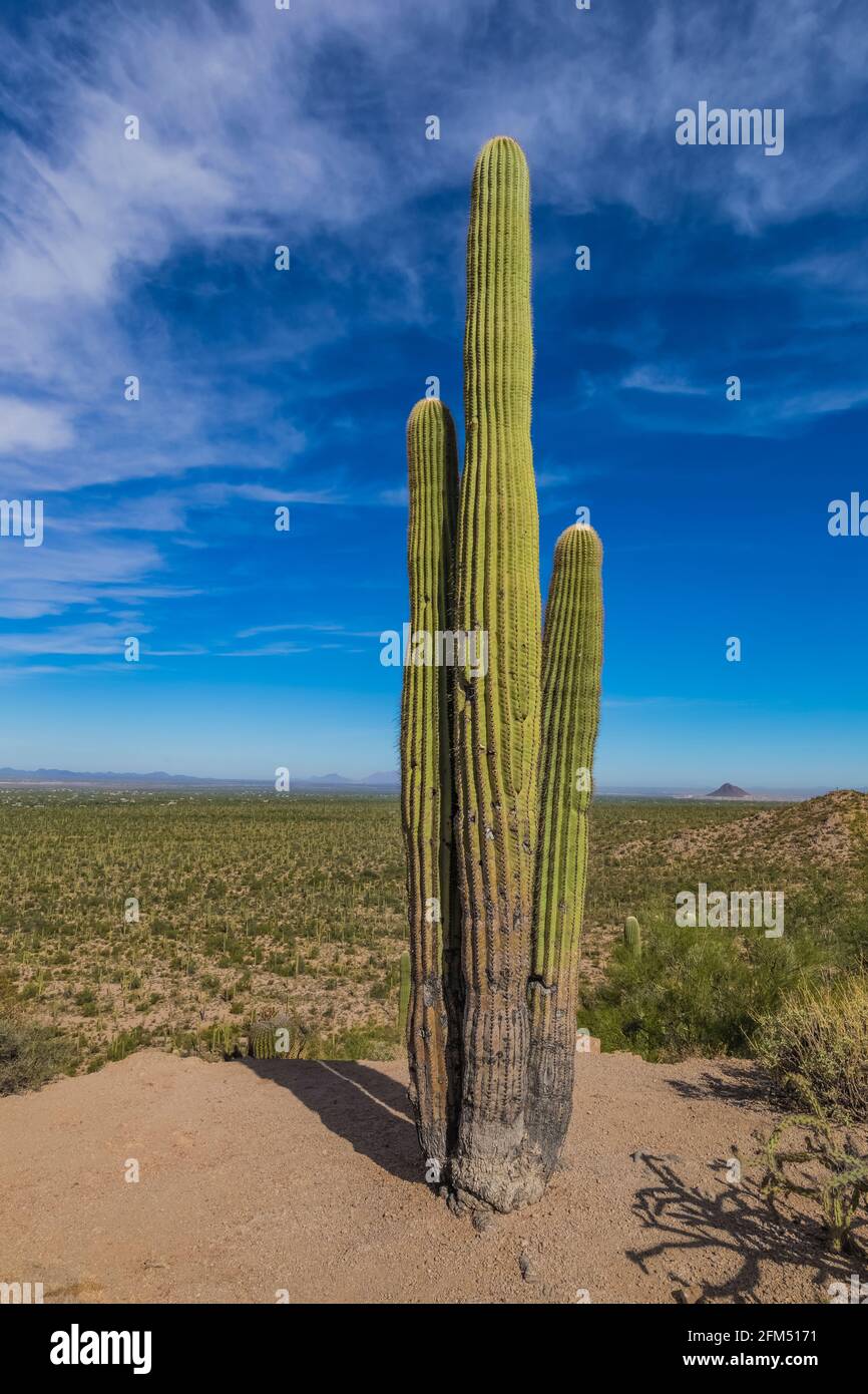 Saguaro, Carnegiea gigantea, im Saguaro National Park, Tucson Mountain District, Arizona, USA Stockfoto