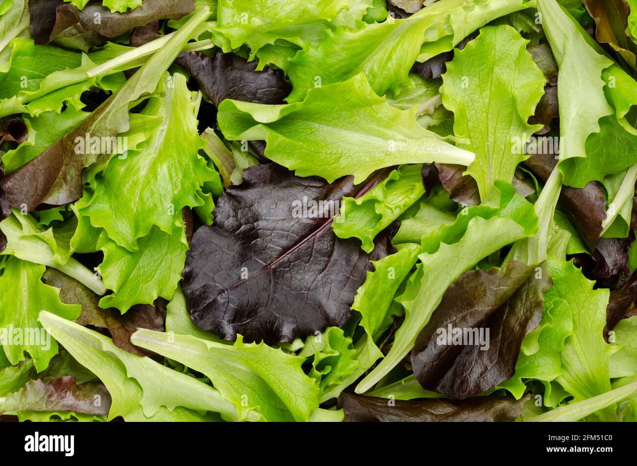 Frisch gepflückter loser Blattsalat, roter und grün blättriger Pflucksalat, Nahaufnahme von oben. Auch bekannt als Pick- oder Looseleaf-Salat, der für Salate verwendet wird. Stockfoto