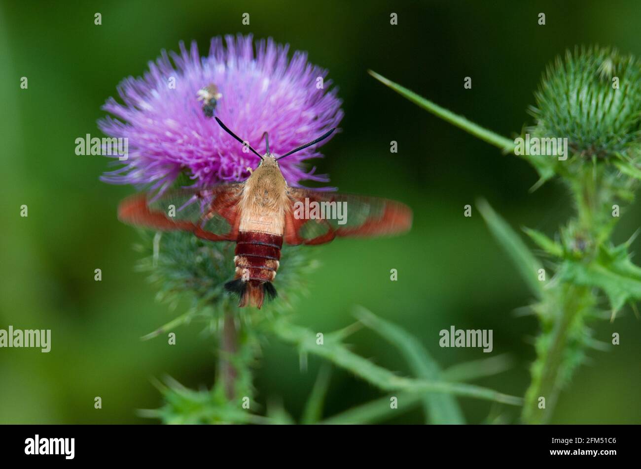 Kolibri-Motte an der Blüte Stockfoto