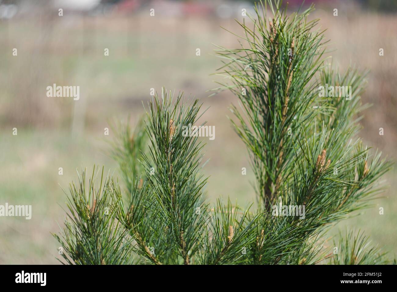 Zweige aus fernöstlicher Zeder mit jungen, saftigen, harzigen Frühlingssprossen. Selektiver Fokus. Stockfoto
