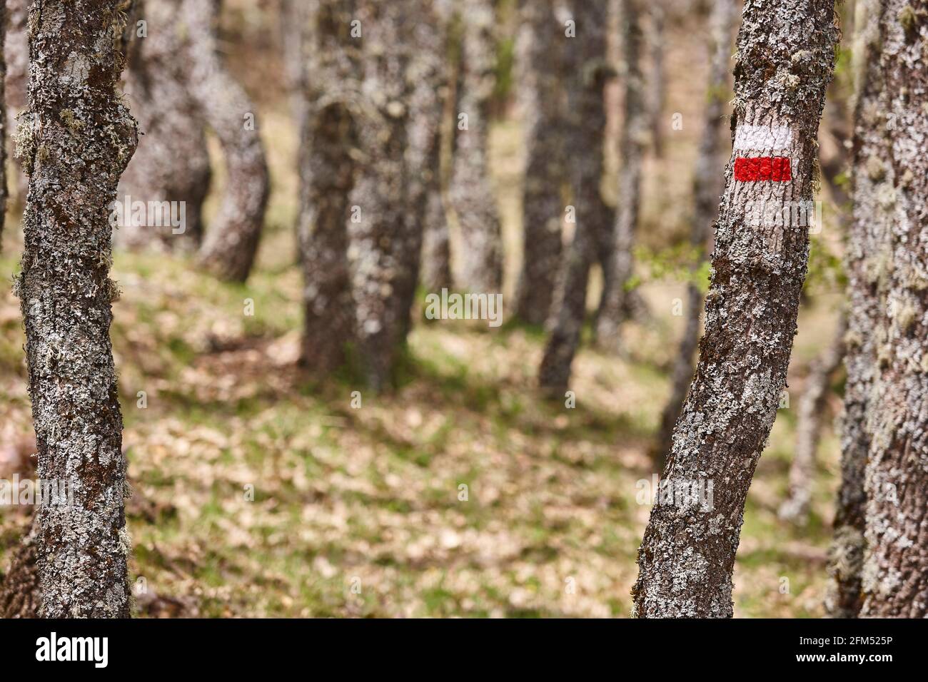 Symbol für Fußgänger-Naturwanderweg. Wanderwegweiser Gehweg Informationstroute Stockfoto