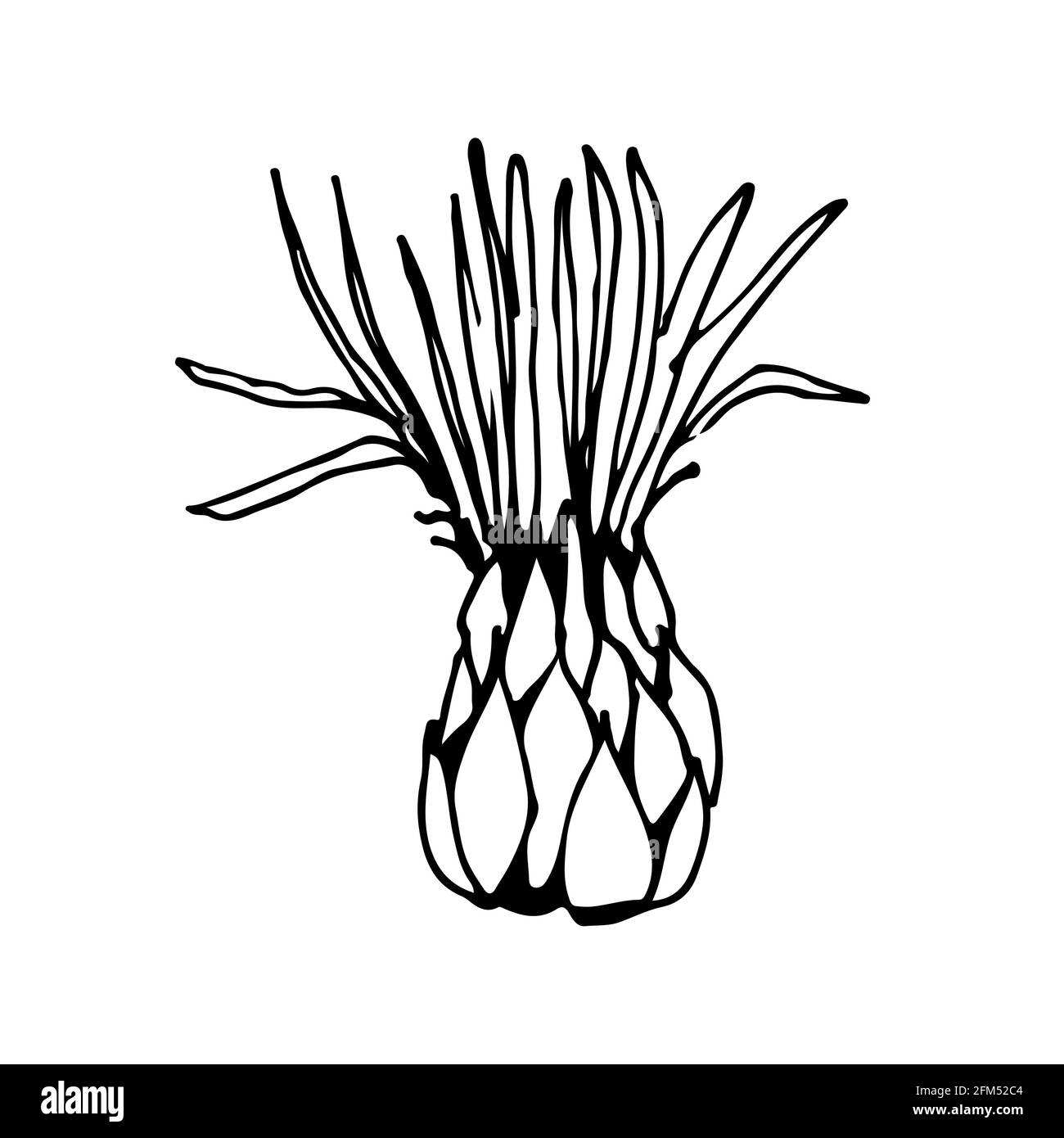 Kornblume Knospe Vektor Skizze Illustration, wilde Wiesenblume, isoliert auf weißem Hintergrund Stock Vektor