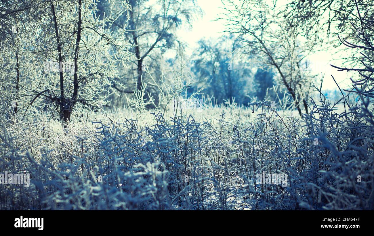 Winter's Tale. Schöne Landschaft mit einem Lieferwagen auf Ästen von Bäumen mit Schnee Stockfoto