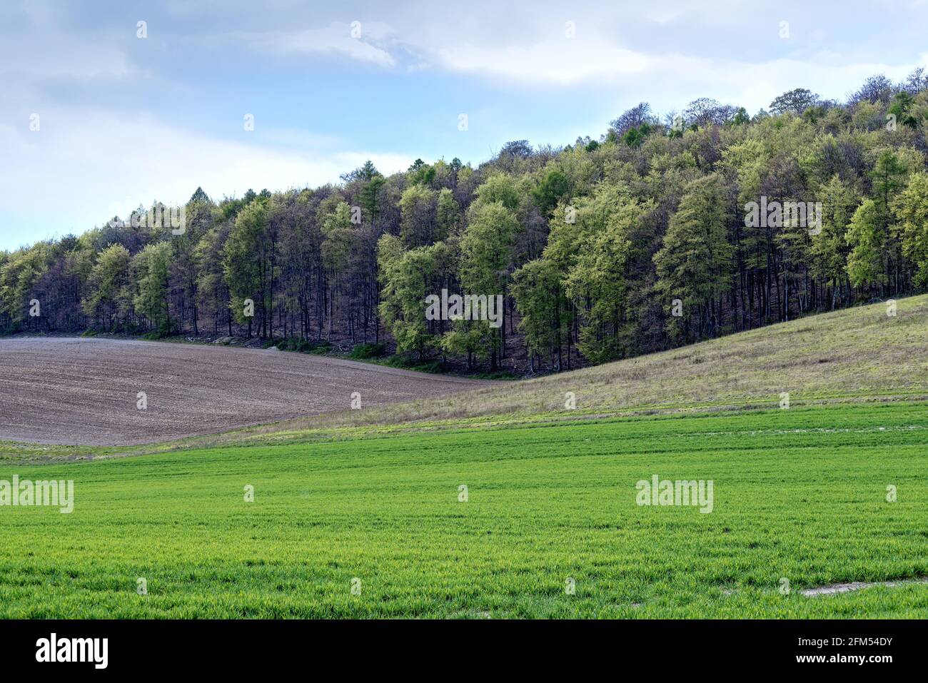 Vereinfachte Form von sanften Hügeln und Feldern im Norden Downs in den Surrey Hills an einem Frühlingstag Stockfoto