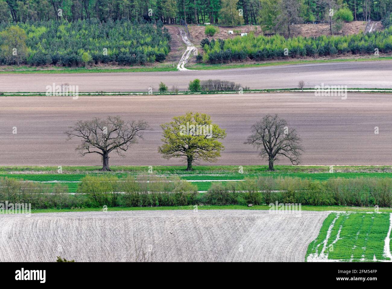 Ackerland in den Surrey Hills mit drei Eichen In einem Feld in der Nähe von Dorking Surrey England aufzublättern VEREINIGTES KÖNIGREICH Stockfoto