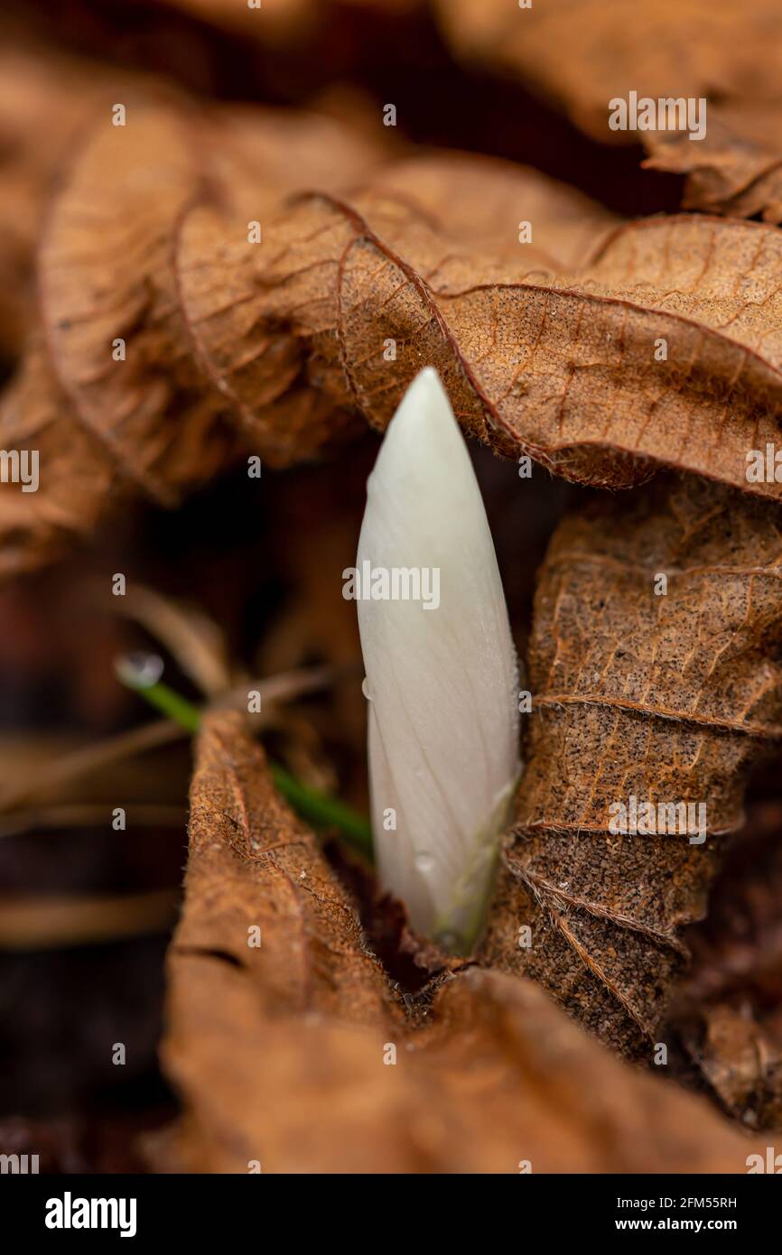 Weiße Krokuspflanze im Wald, aus der Nähe Stockfoto