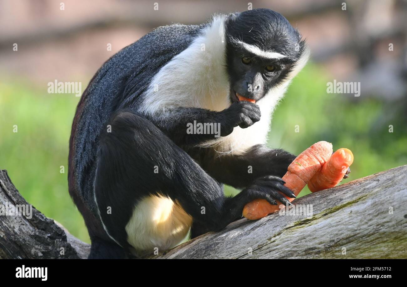 06. Mai 2021, Berlin: Die Roloway-Affen Akua und ihre Partnerin Madiba sind seit letzter Woche neue Bewohner im Tierpark Berlin. Hier werden die bedrohten Affen in Zukunft für Nachwuchs sorgen und damit zur Rettung dieser extrem seltenen Art beitragen. Der männliche Madiba (5) stammt aus dem Duisburger Zoo, sein Partner Akua (4) aus dem niederländischen Ouwehands Dierenpark in Rhenen. Aufgrund der Zerstörung ihres Lebensraums und der Wilderei sind die Populationen rapide zurückgegangen; Schätzungen zufolge leben nur noch rund 300 Roloway-Guerians in ihrem ursprünglichen Bereich. Foto: Jens Kalaene/dpa-Zentralbild/dpa Stockfoto