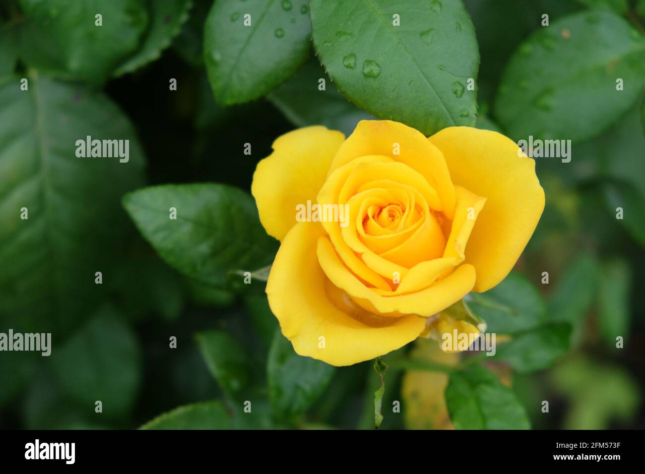 Eine gelbe Rosenblume, Nahaufnahme. Schöne Blume mit gelben Blütenblättern. Stockfoto