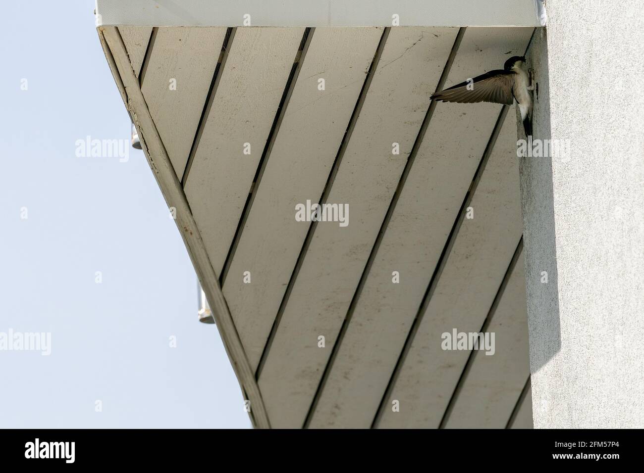 ULSTEINVIK, NORWEGEN - 2020. MAI 22. Schwalbe macht Nest an der Wand Stockfoto