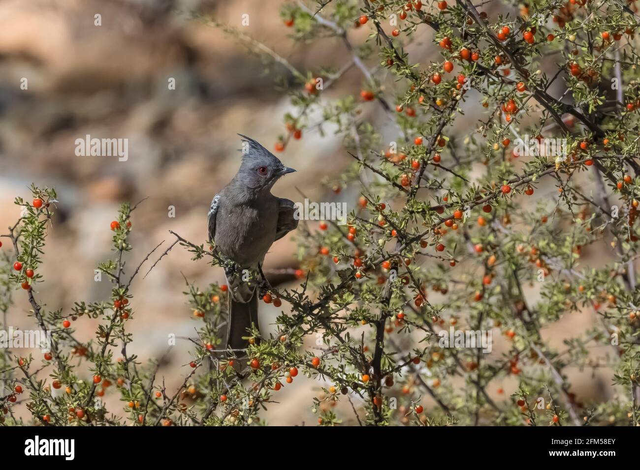 Phainopepla, Phainopepla niens, Femaile, die sich an Wolfberry ernährt, Lycium torreyi, im Saguaro National Park, Tucson Mountain District, Arizona, USA Stockfoto