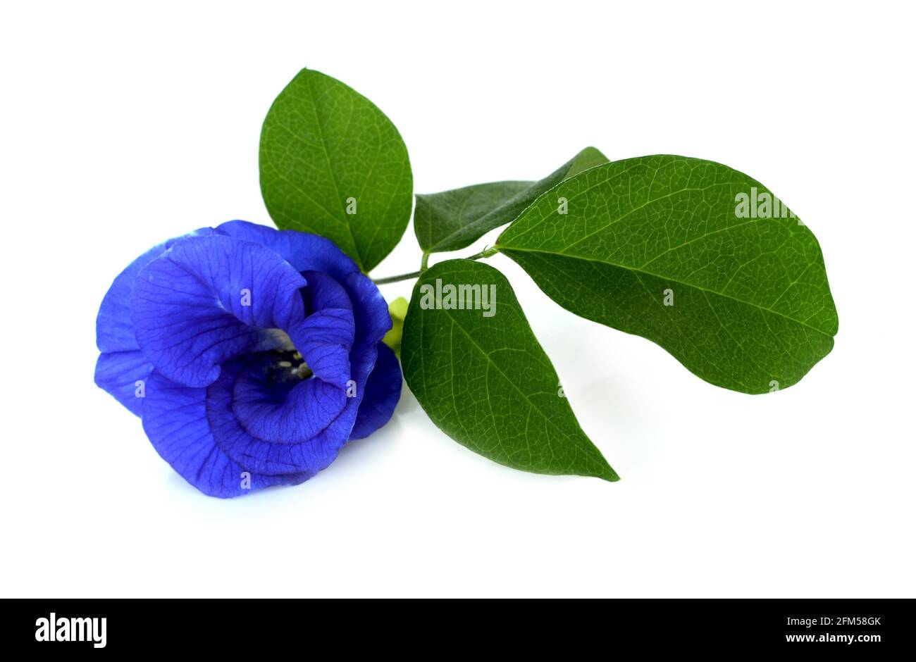 PEA-Blüten auf weißem Hintergrund. Stockfoto