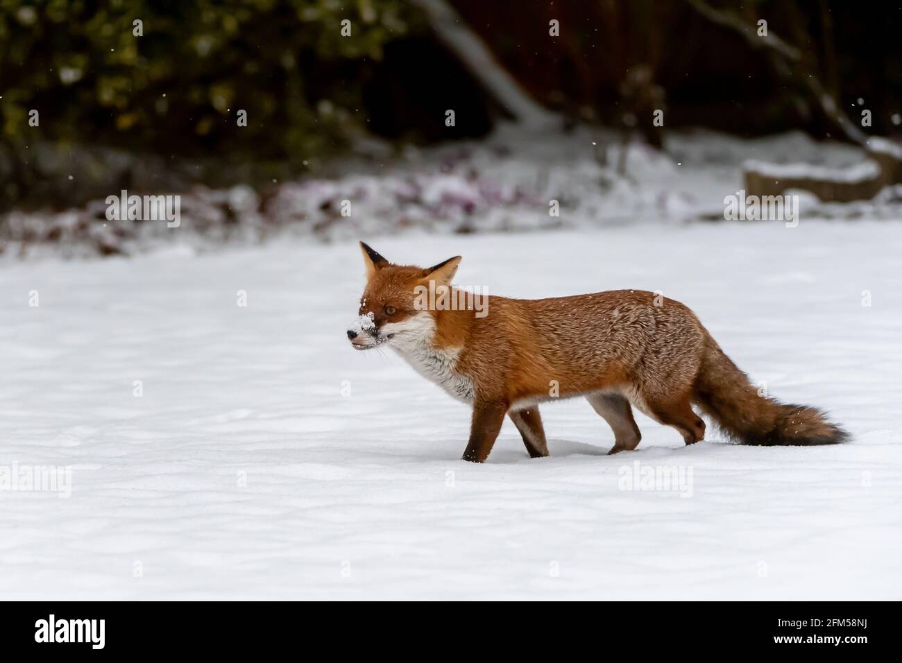 Ein städtischer Fuchs, der Schnee auf seiner Schnauze hat, wagt durch tiefen Schnee Stockfoto