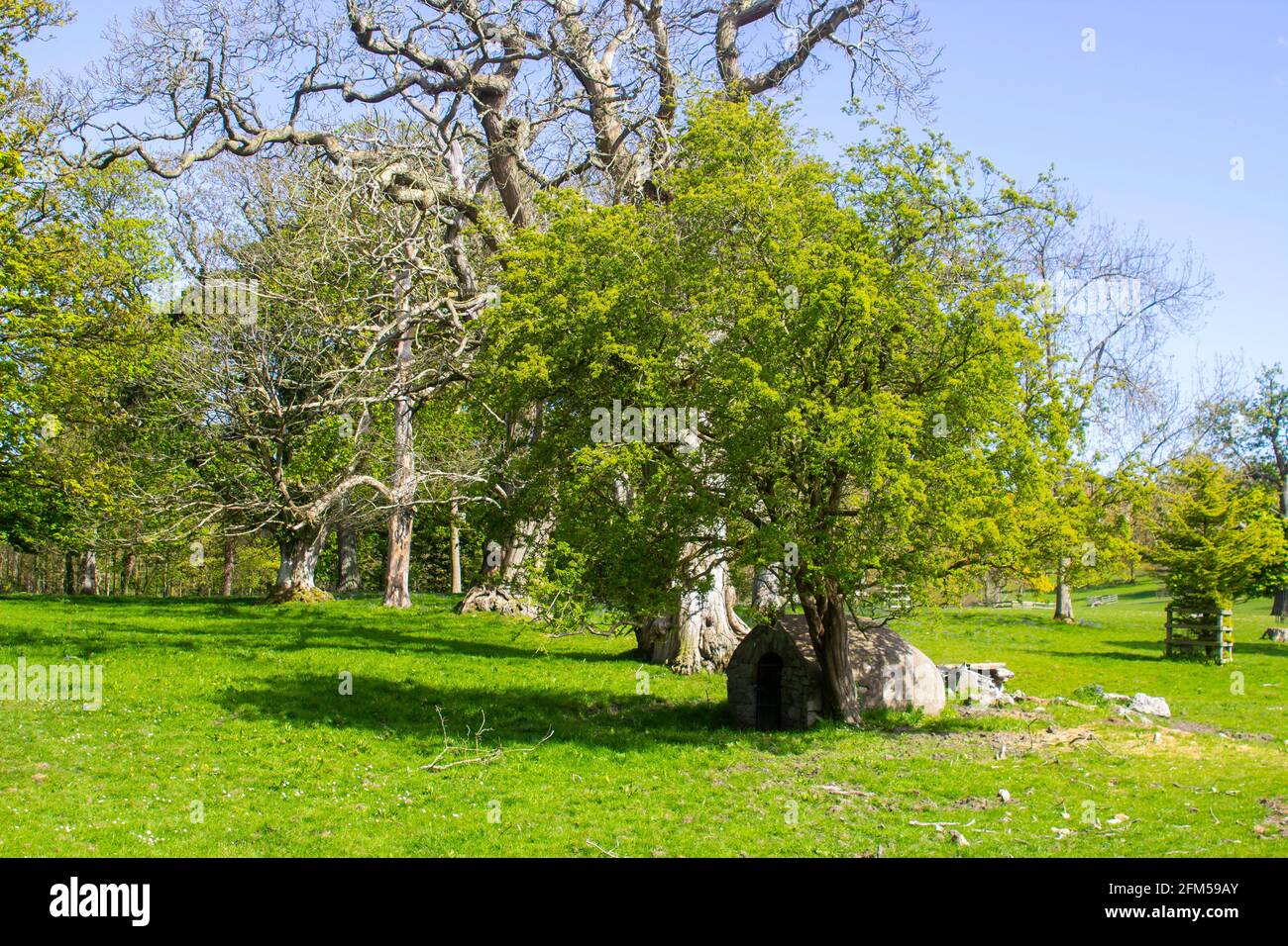 Davor steht ein kleiner Weißdornbaum mit vollem Blatt Von einer toten Buche auf einem Feld auf dem Bauernhof Das Rosemount Estate in Greyabbety Village auf der Ards Peni Stockfoto