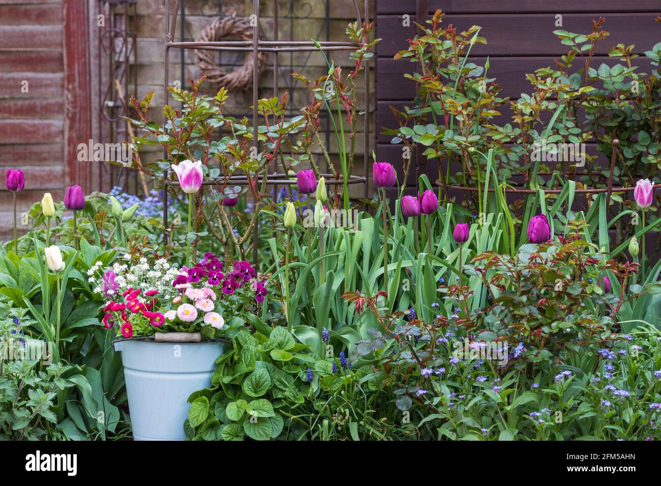 Frühlingsgarten mit rosa und lila bellis perennis, Viola Blume und Tulpen Stockfoto