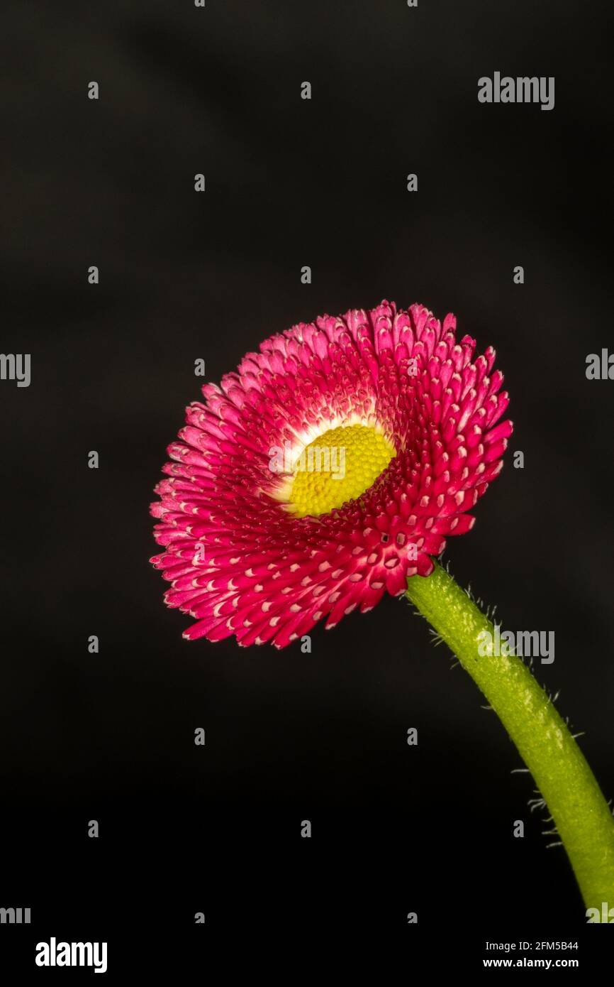 Rosa Blume schwarzer Hintergrund Stockfoto