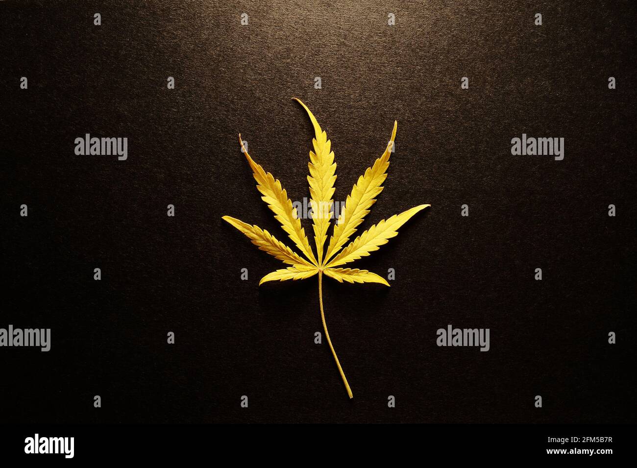 Cannabis mit Zitronengeschmack. Frisches Marihuana-Blatt auf schwarzem isolierten Hintergrund. Stockfoto