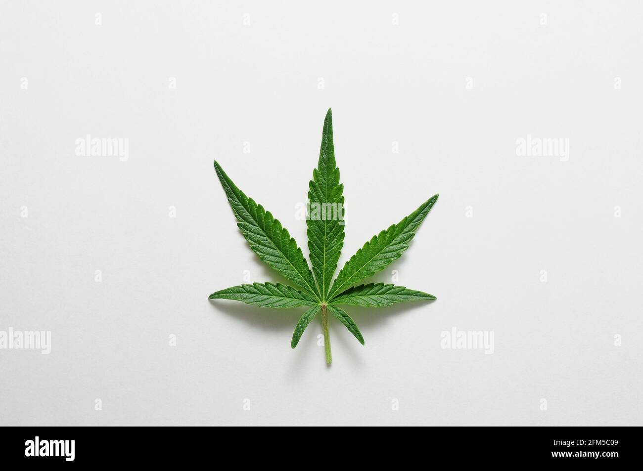 Schönes Cannabisblatt isoliert auf weißem Hintergrund. Frische Marihuanapflanze aus der Nähe, Draufsicht, flach liegend. Stockfoto