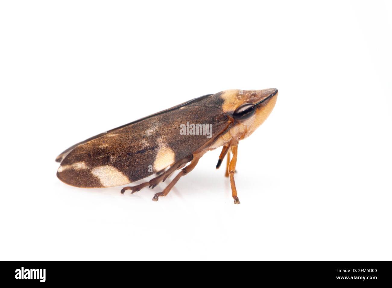 Bild von braunem Blatttrichter auf weißem Hintergrund. Insekt. Tier Stockfoto